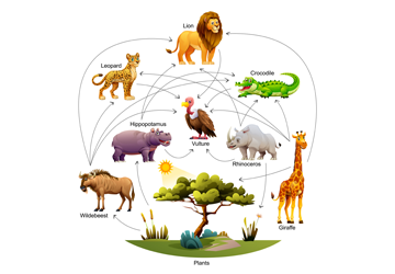 Structural Organisation in Animals